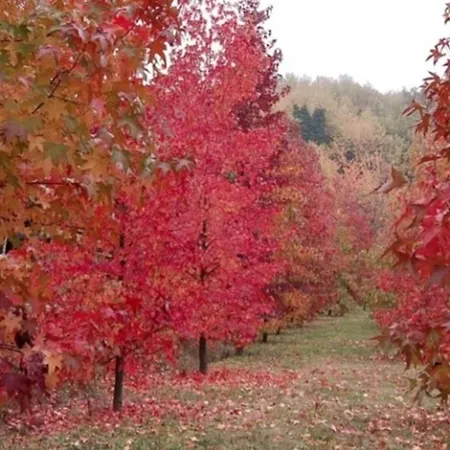 Tatil Evi Casa Intera Tra Le Colline E Le Vigne Del Dolcetto