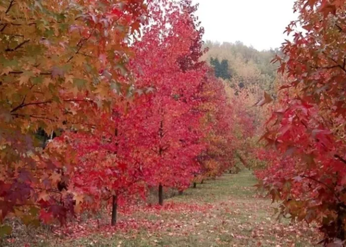 Ferienhaus Casa Intera Tra Le Colline E Le Vigne Del Dolcetto